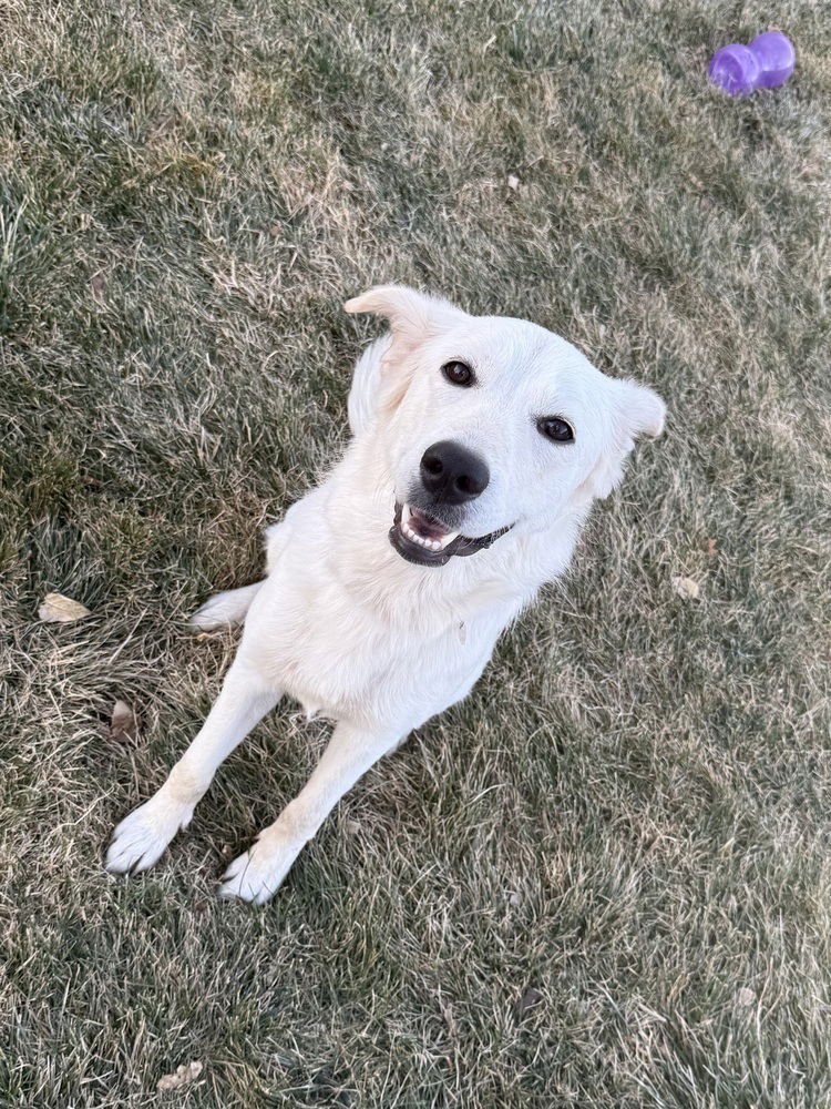 ABIGRALLI / WINTER - Labrador Retriever available for adoption