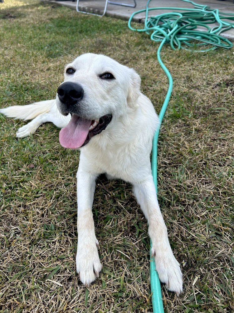 ABIGRALLI / WINTER - Labrador Retriever available for adoption