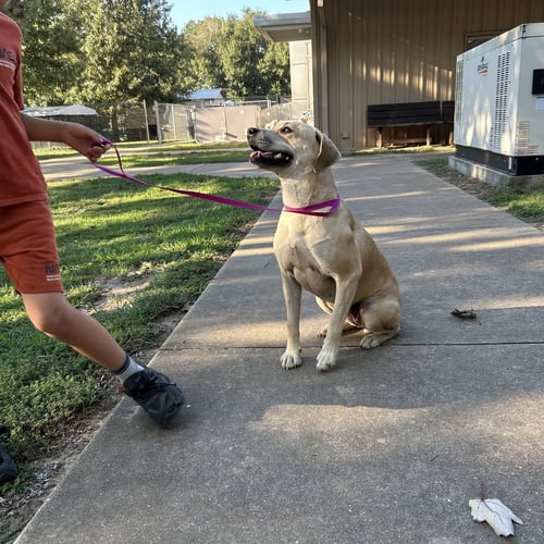 DORANTARTE / GRIFF - Labrador Retriever available for adoption