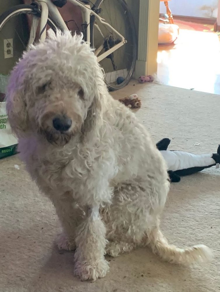 CHIMERA / LILLY BUG - Labrador Retriever for adoption in Westminster