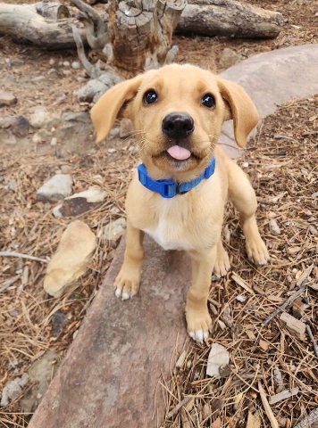 COWICK / MALBEC - Golden Retriever / Terrier available for adoption