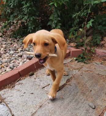 COWICK / MALBEC - Golden Retriever / Terrier available for adoption