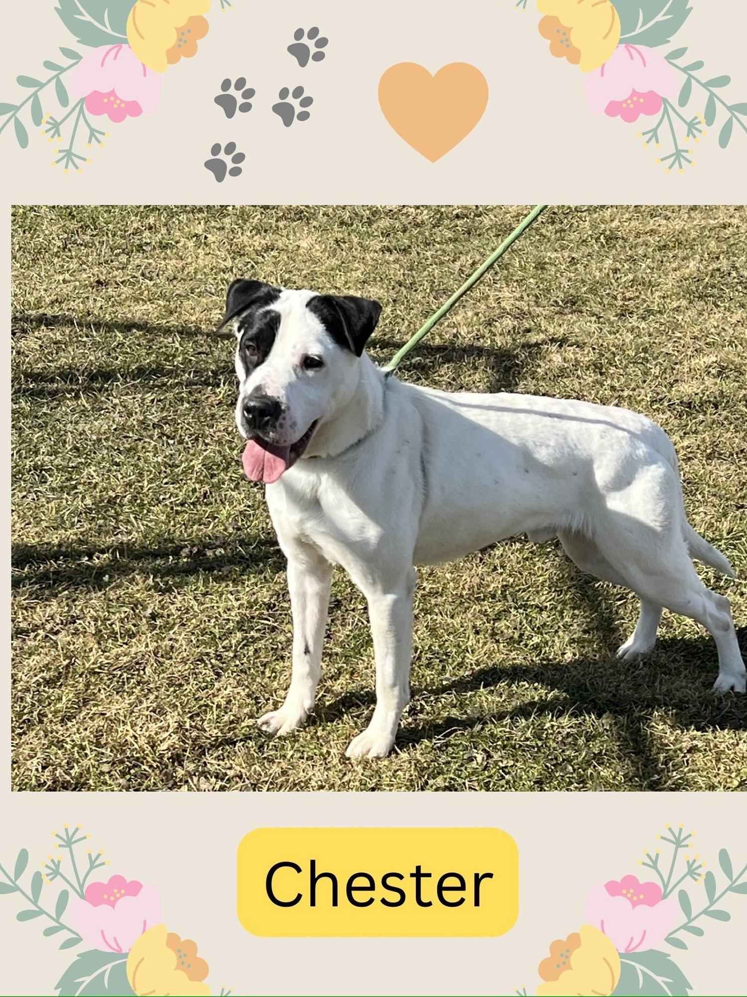 POUND DOG-CHESTER #187665 COURTESY LISTING - Shar Pei available for adoption