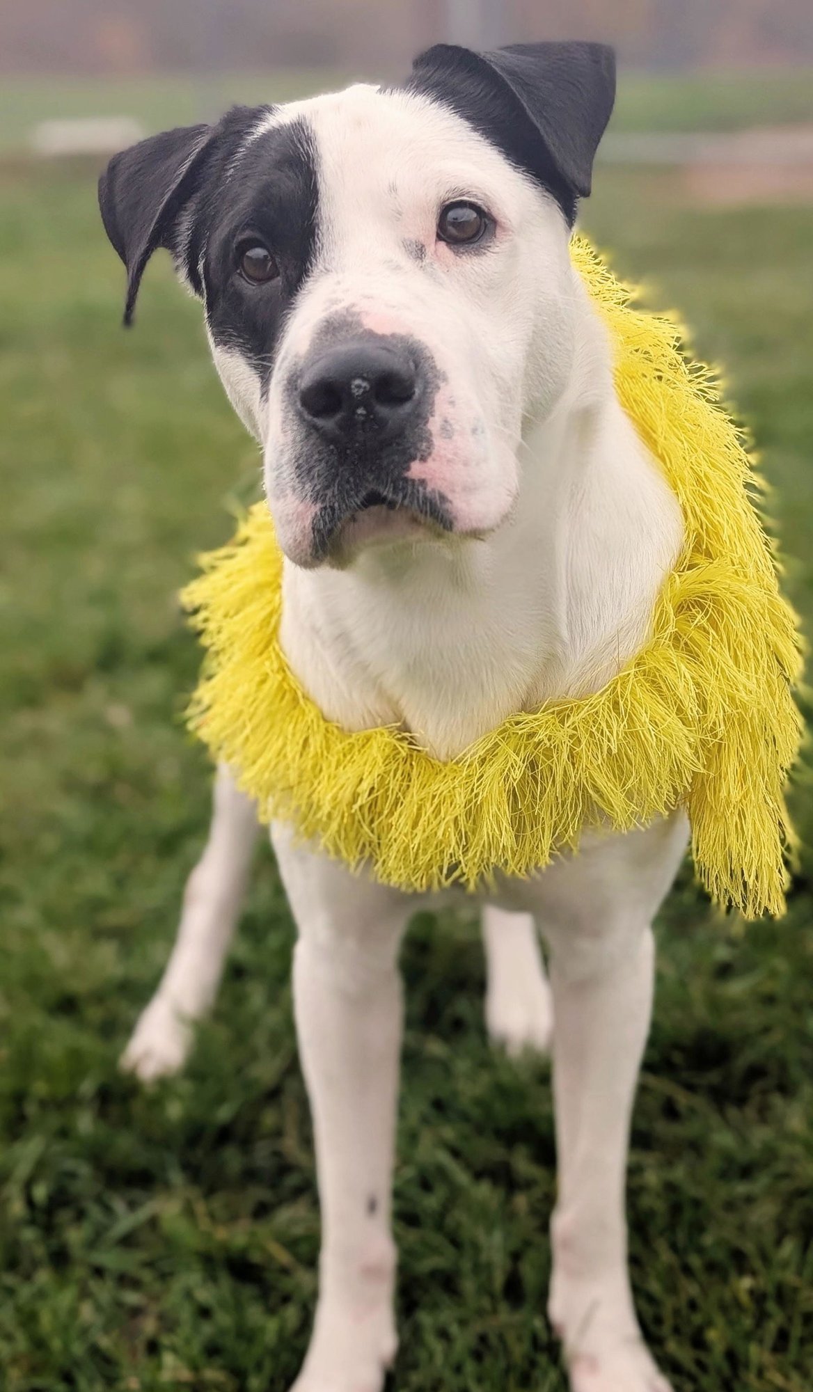 POUND DOG-CHESTER #187665 COURTESY LISTING - Shar Pei available for adoption