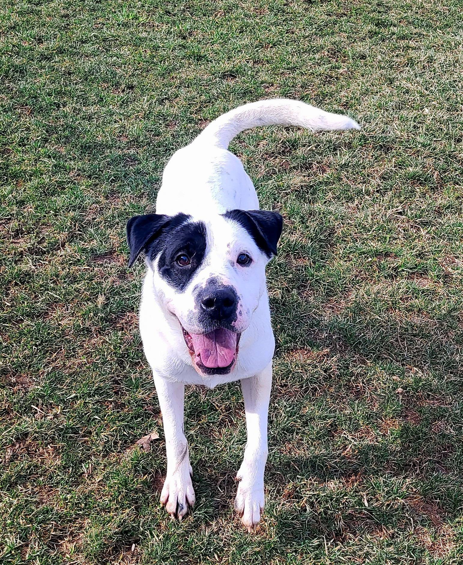 Pound Dog-Chester #187665 Courtesy Listing - Photo 3