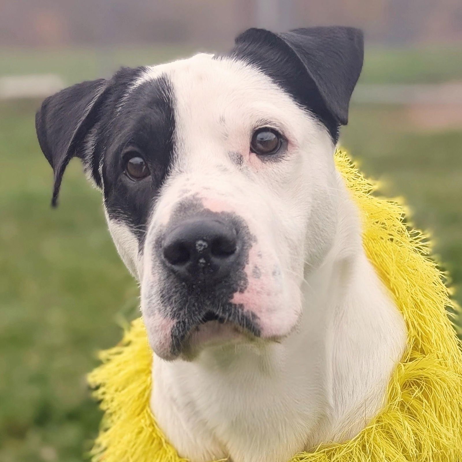 Pound Dog-Chester #187665 Courtesy Listing - Photo 4