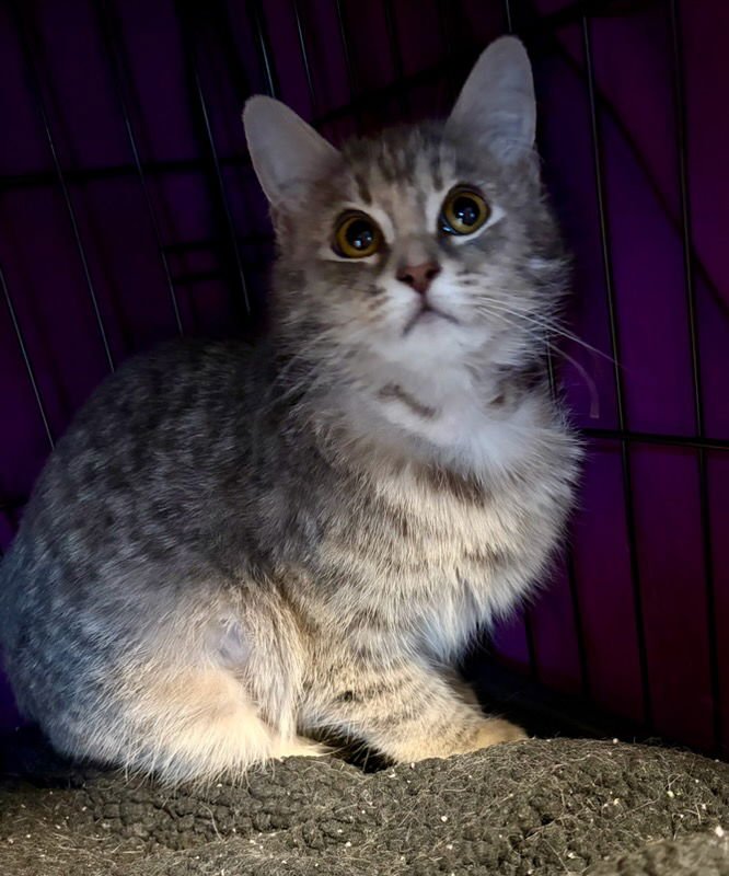 ESME - Domestic Short Hair available for adoption