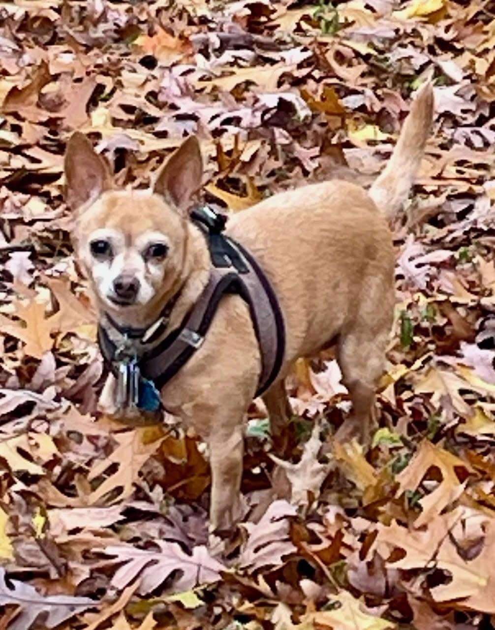 LILLY-SENIOR CHIHUAHUA - Chihuahua available for adoption