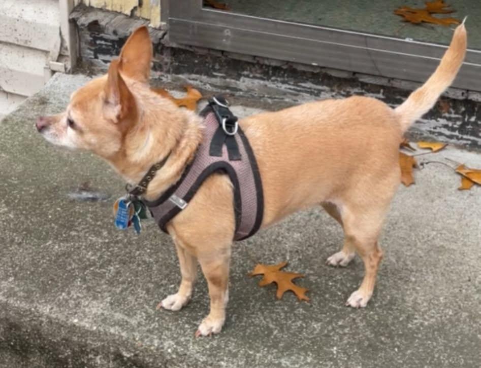 Lilly-Senior Chihuahua - Photo 3