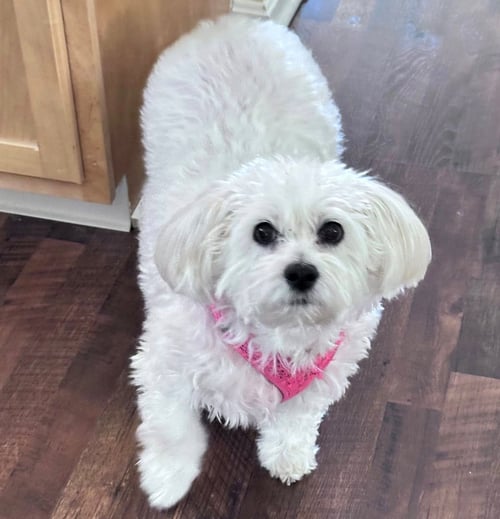 ANGEL BABY-SPECIAL NEEDS SENIOR - Poodle (unknown type) / Terrier available for adoption