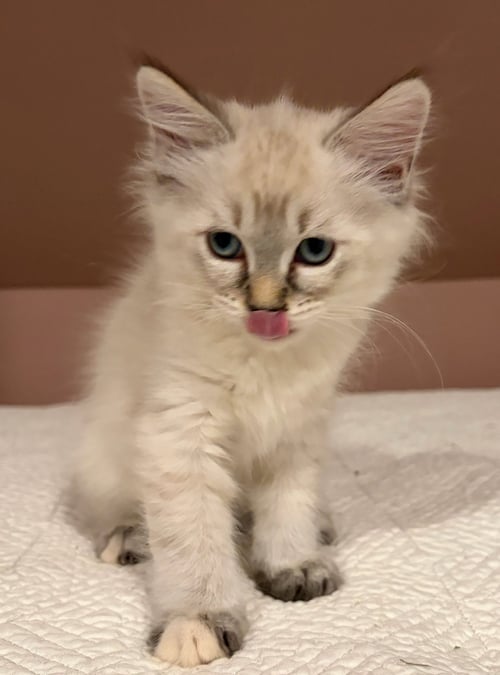 WINDY - Domestic Medium Hair / Domestic Short Hair available for adoption