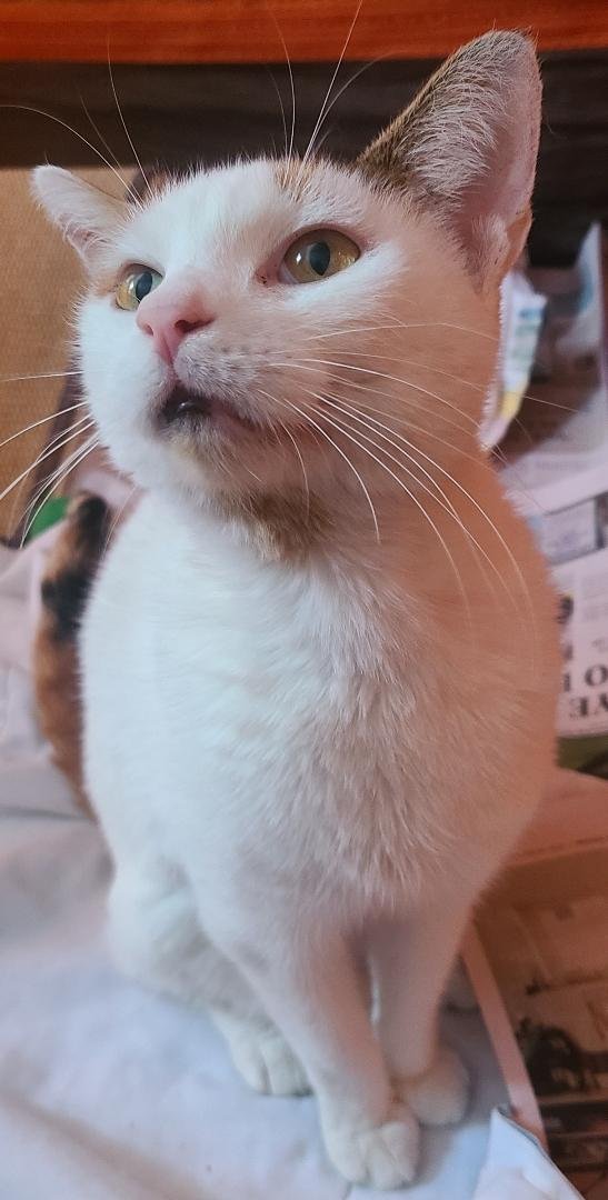 CHANEL - Domestic Short Hair available for adoption