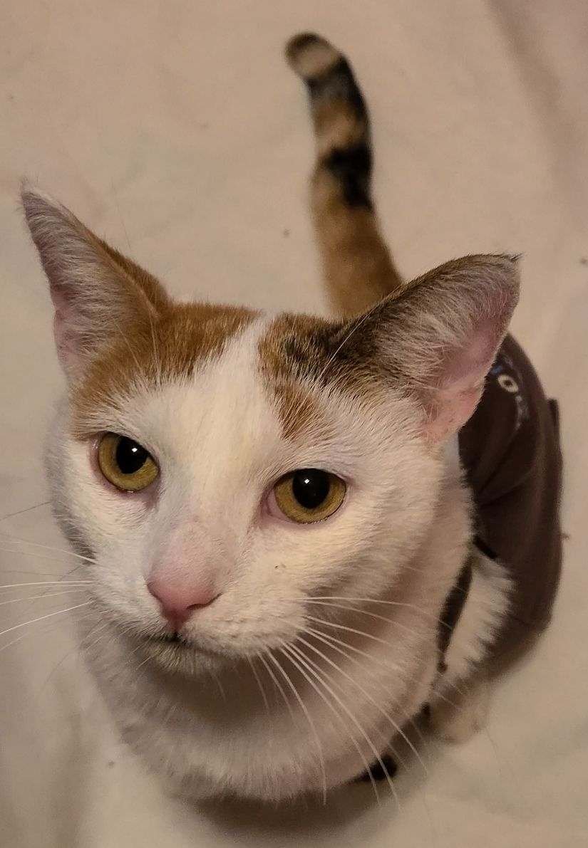 CHANEL - Domestic Short Hair available for adoption