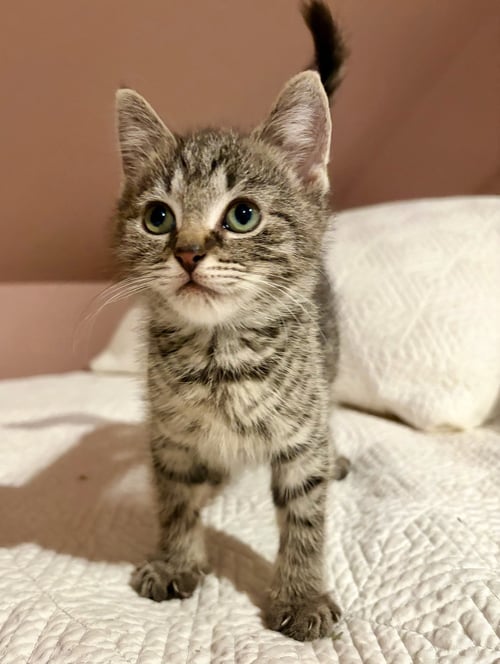 WOLFIE - Domestic Short Hair available for adoption