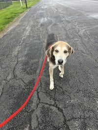 Pound Dog-Billy #190086 Courtesy Listing - Photo 2