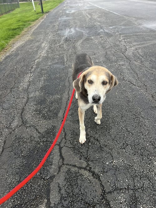 POUND DOG-BILLY #190086 COURTESY LISTING - Coonhound available for adoption