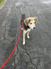 Pound Dog-Billy #190086 Courtesy Listing - Photo 3