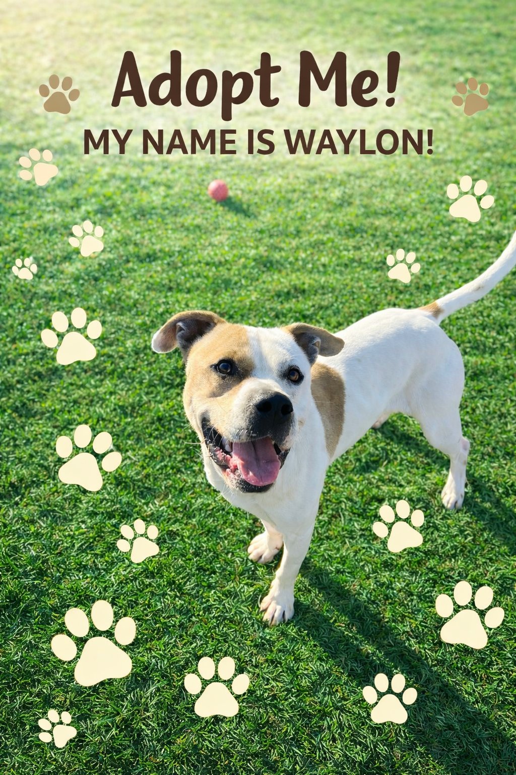 POUND DOG-WAYLON #188058 COURTESY LISTING - Pit Bull Terrier available for adoption