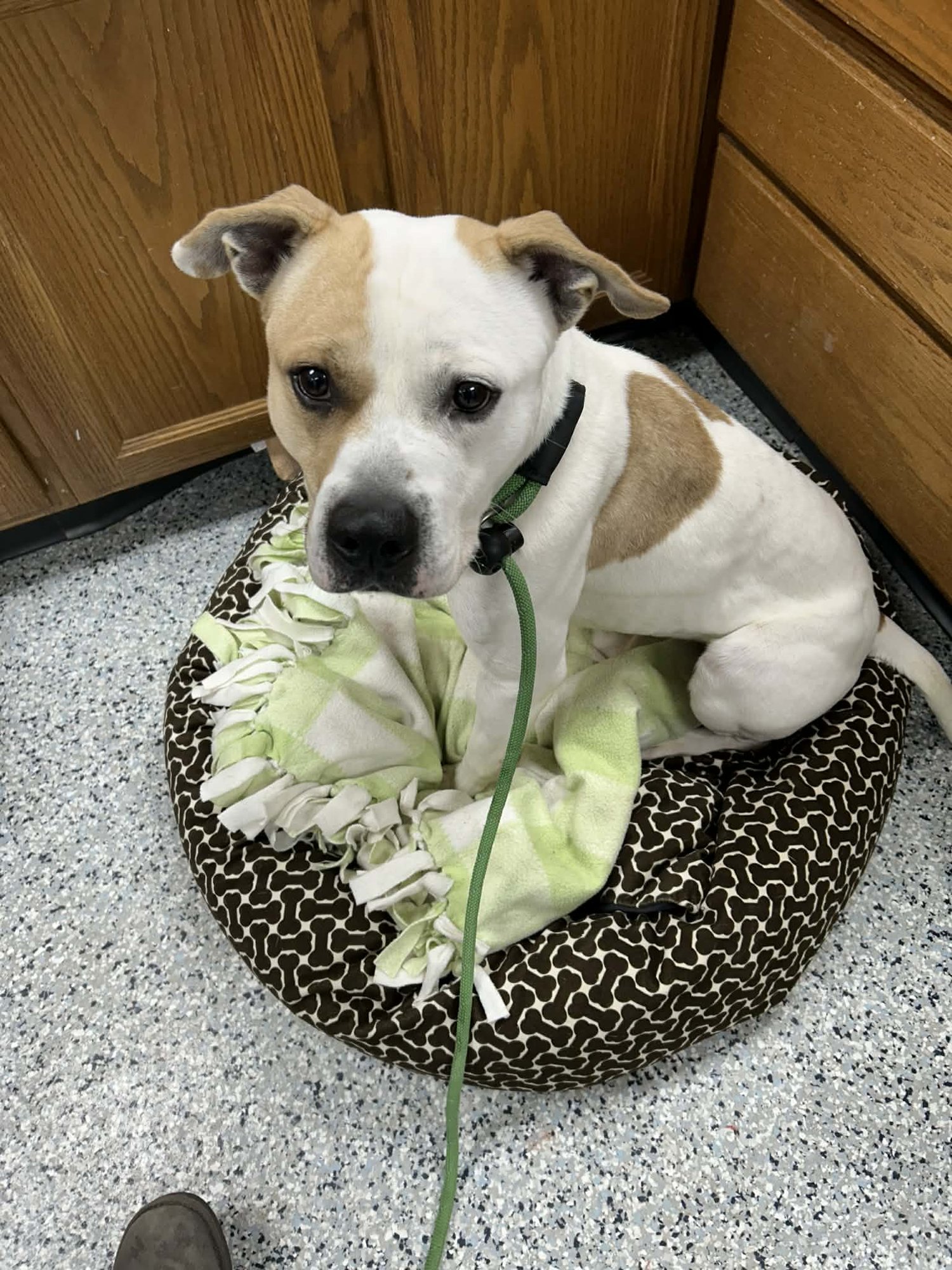 POUND DOG-WAYLON #188058 COURTESY LISTING - Pit Bull Terrier available for adoption