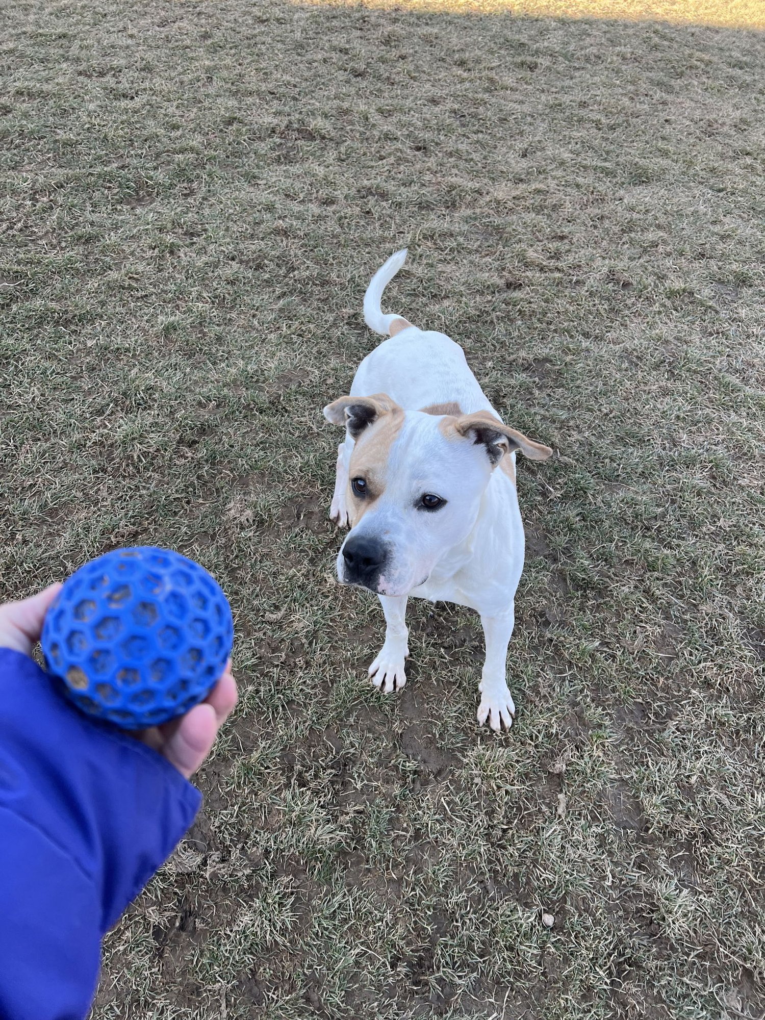 Pound Dog-Waylon #188058 Courtesy Listing - Photo 3