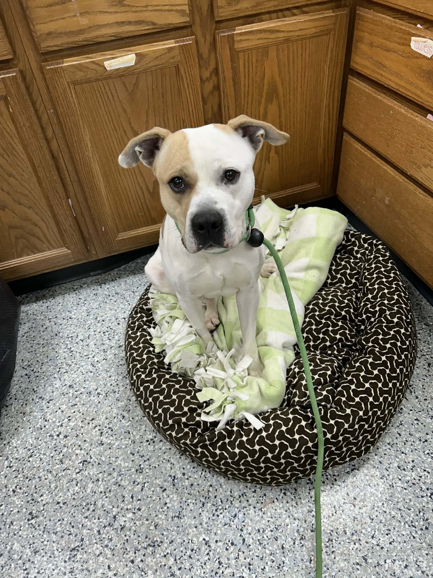 Pound Dog-Waylon #188058 Courtesy Listing - Photo 4