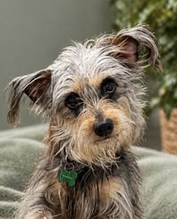 Suki - Photo 1