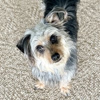 Suki - Photo 2