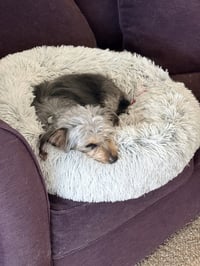 Suki - Photo 3