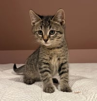 Wilson - Photo 1
