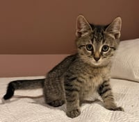 Wilson - Photo 2