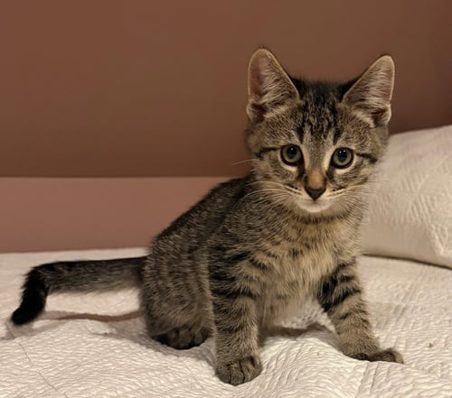WILSON - Domestic Short Hair available for adoption