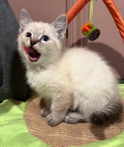 WISP - Domestic Short Hair available for adoption