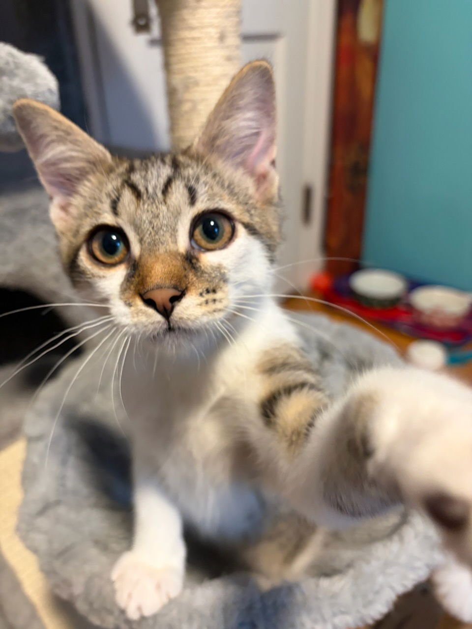 EMBER - Domestic Short Hair available for adoption