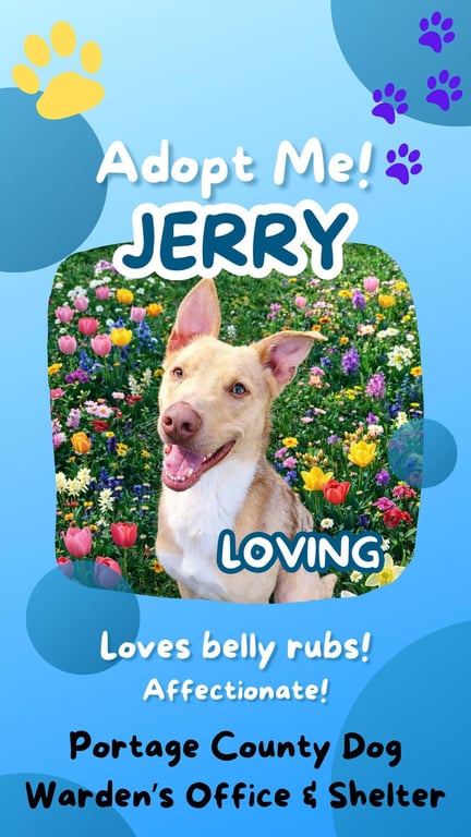 Pound Dog-Jerry #188265 Courtesy Listing Image