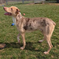 Pound Dog-Jerry #188265 Courtesy Listing - Photo 2