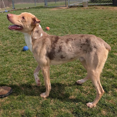 POUND DOG-JERRY #188265 COURTESY LISTING - Australian Shepherd available for adoption