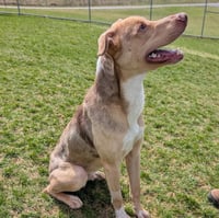 Pound Dog-Jerry #188265 Courtesy Listing - Photo 3