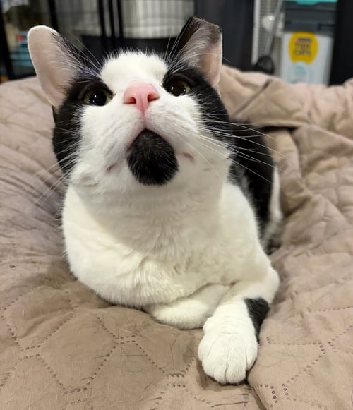 BRIDGET - Domestic Short Hair available for adoption