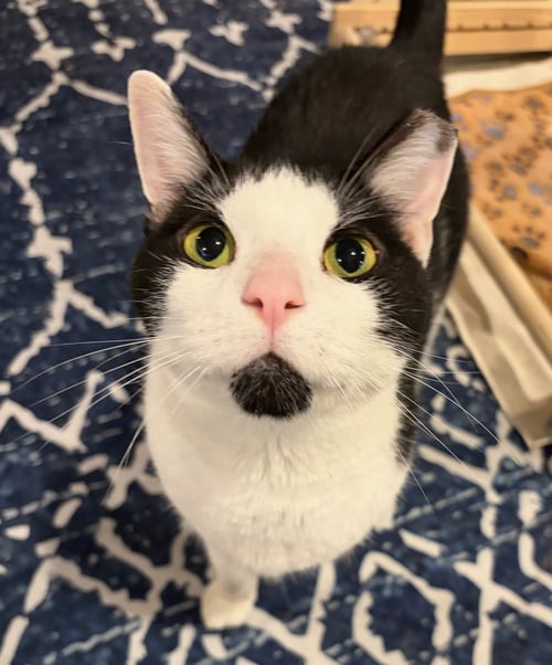 BRIDGET - Domestic Short Hair available for adoption