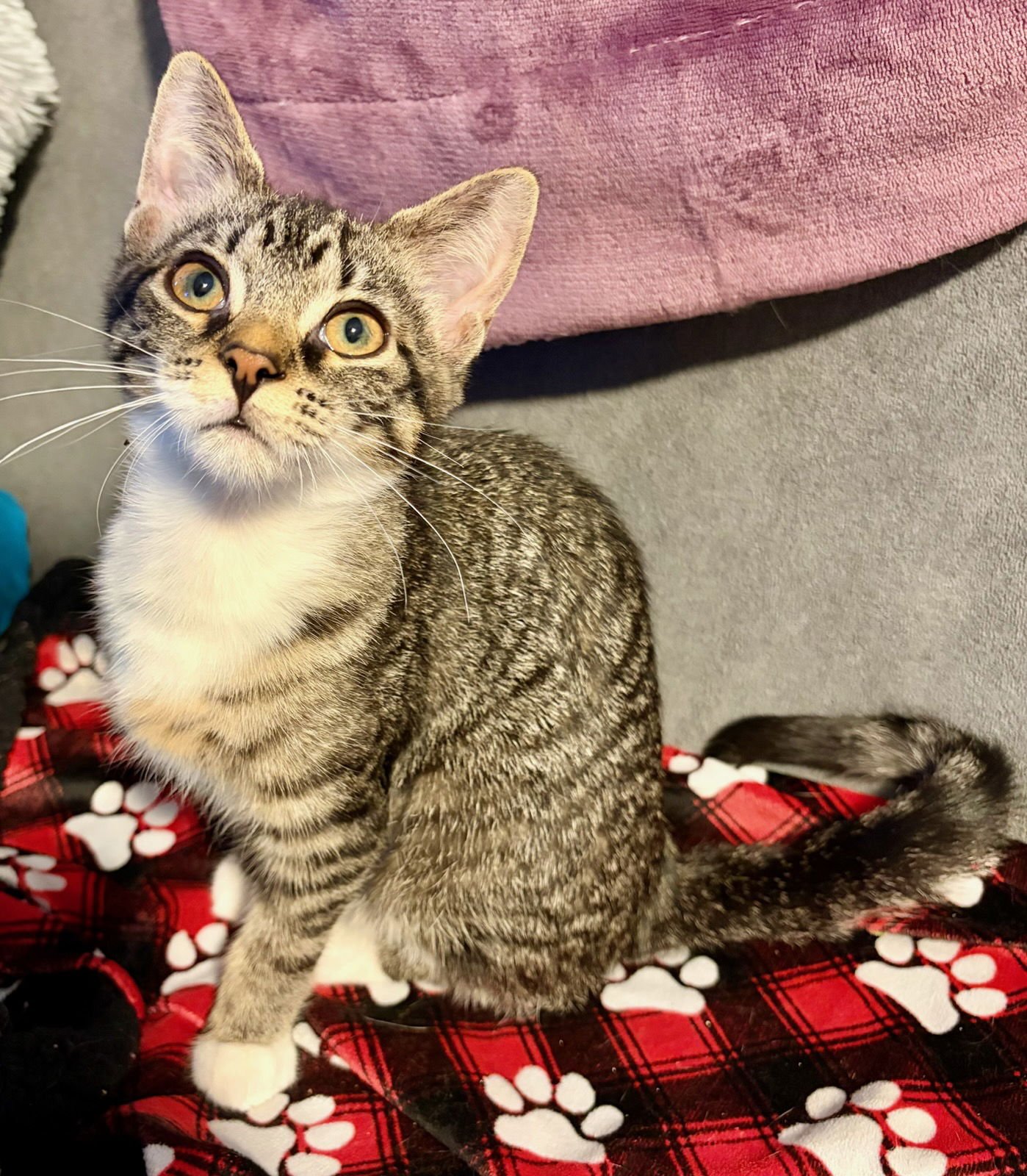 WILLOW - Domestic Short Hair available for adoption