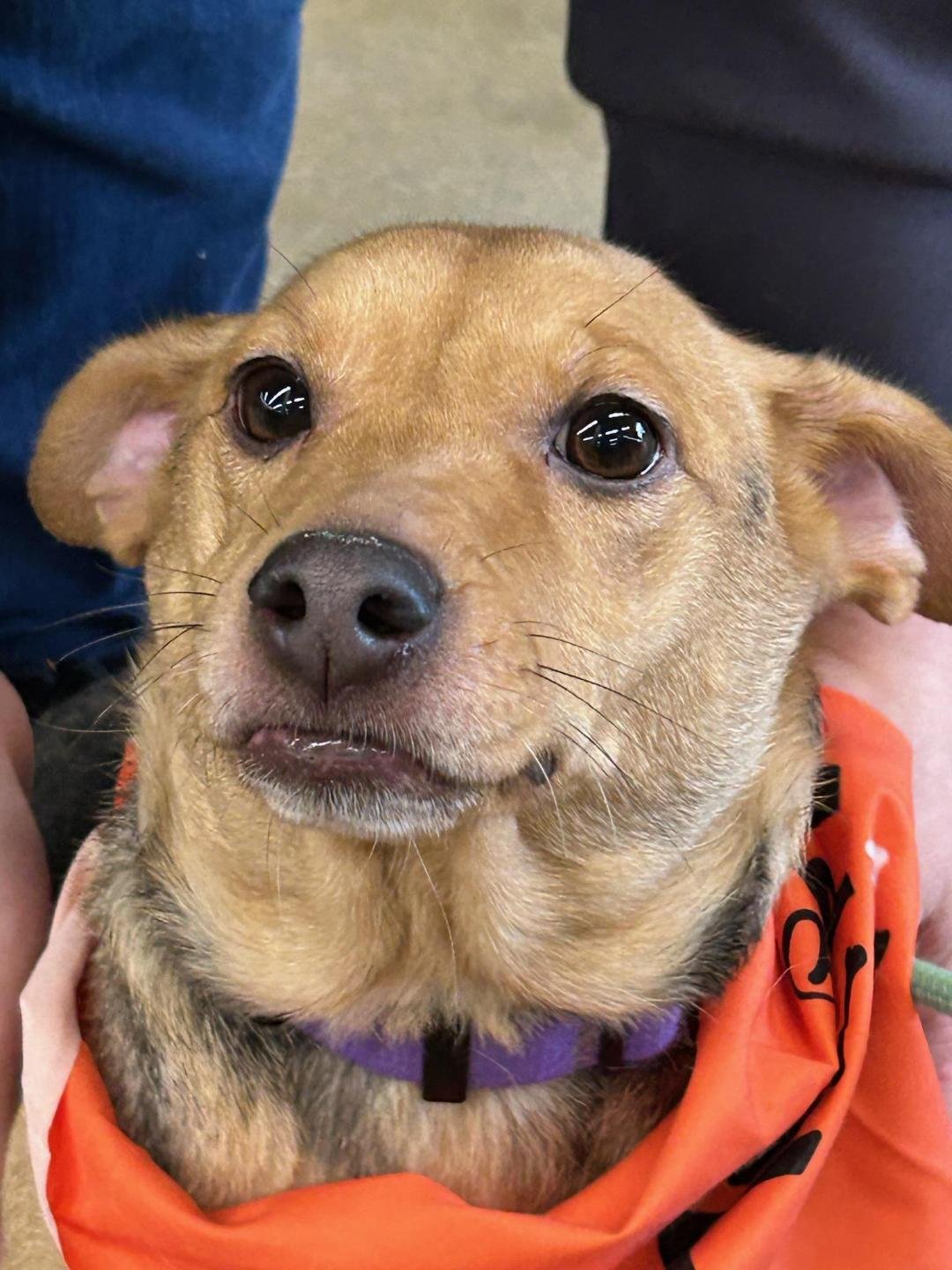 BELLA BEE - Jack Russell Terrier / Beagle available for adoption