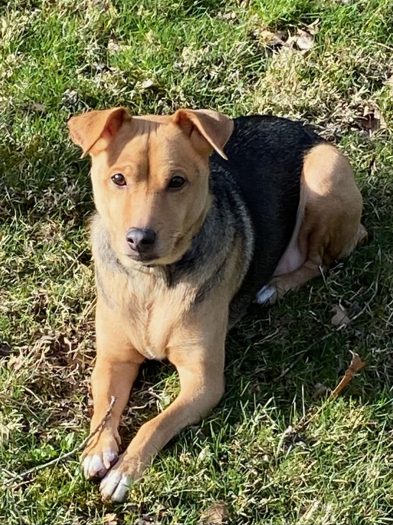 BELLA BEE - Jack Russell Terrier / Beagle available for adoption