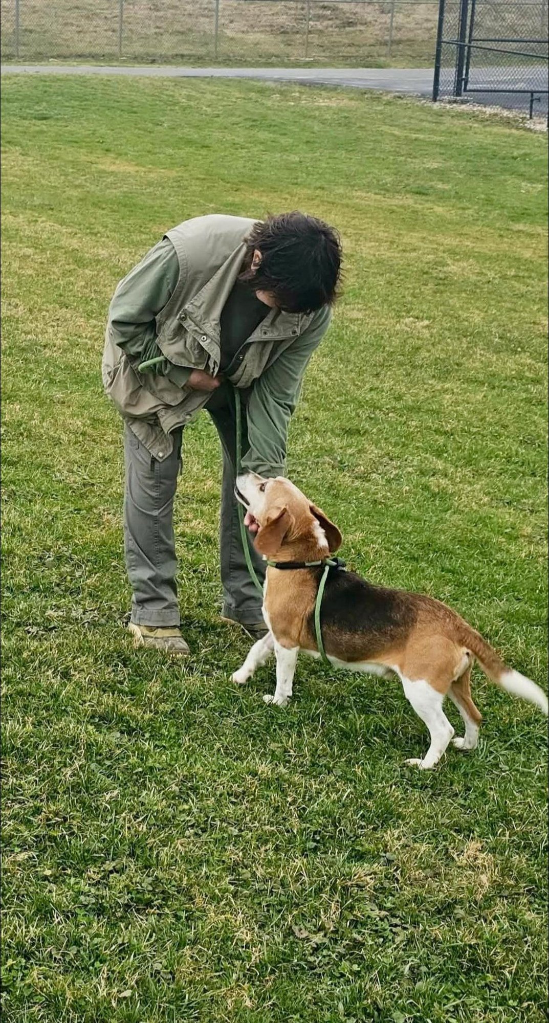 POUND DOG-COOTER #189156 COURTESY LISTING - Beagle available for adoption