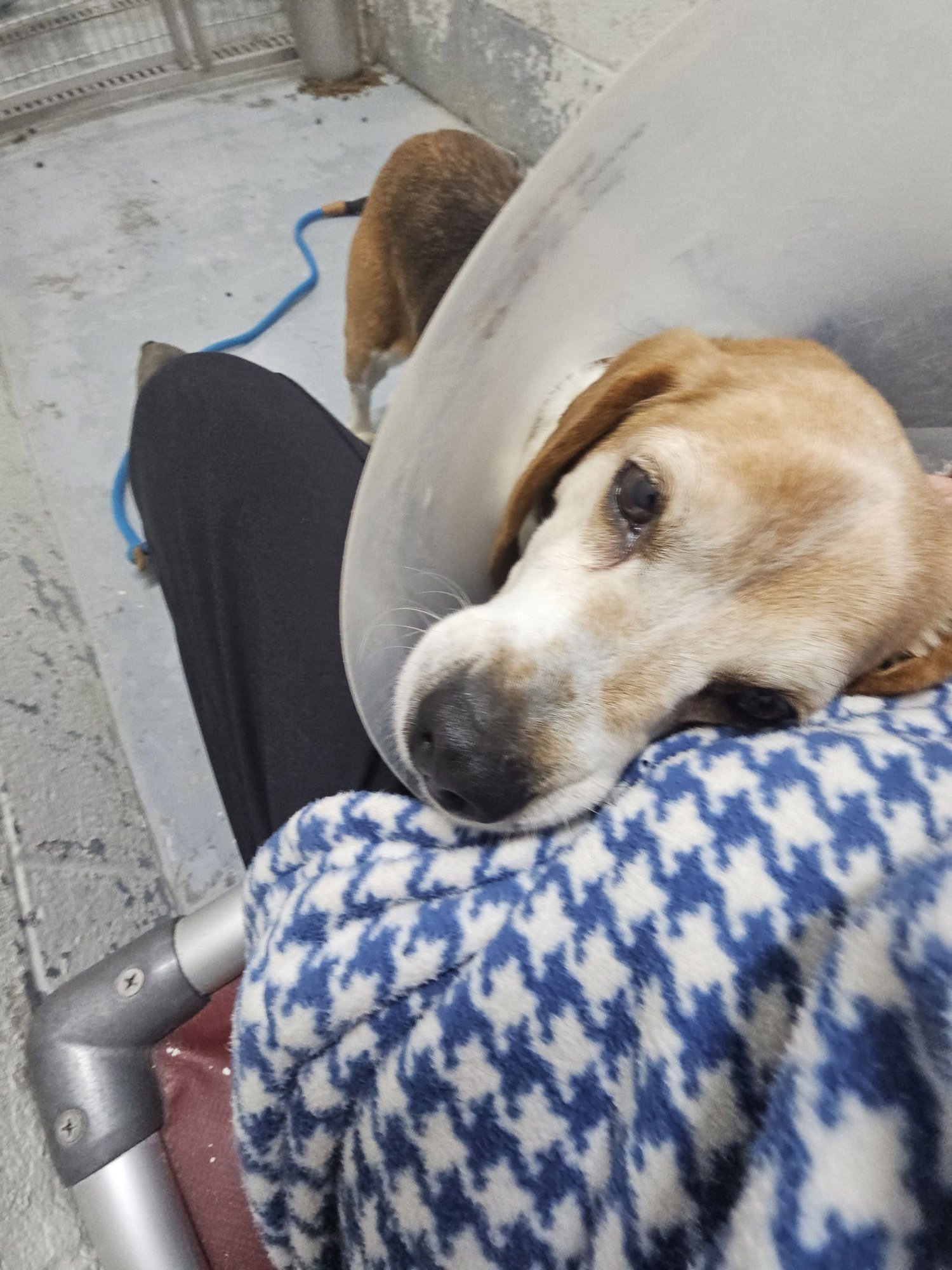 Pound Dog-Cooter #189156 Courtesy Listing - Photo 4