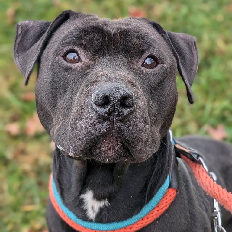 Pound Dog-Coal #179858-Courtesy Listing Image