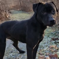 Pound Dog-Coal #179858-Courtesy Listing - Photo 2