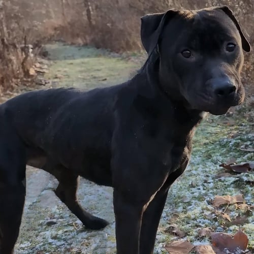 POUND DOG-COAL #179858-COURTESY LISTING - Pit Bull Terrier available for adoption