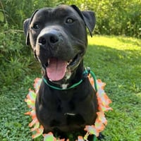 Pound Dog-Coal #179858-Courtesy Listing - Photo 3