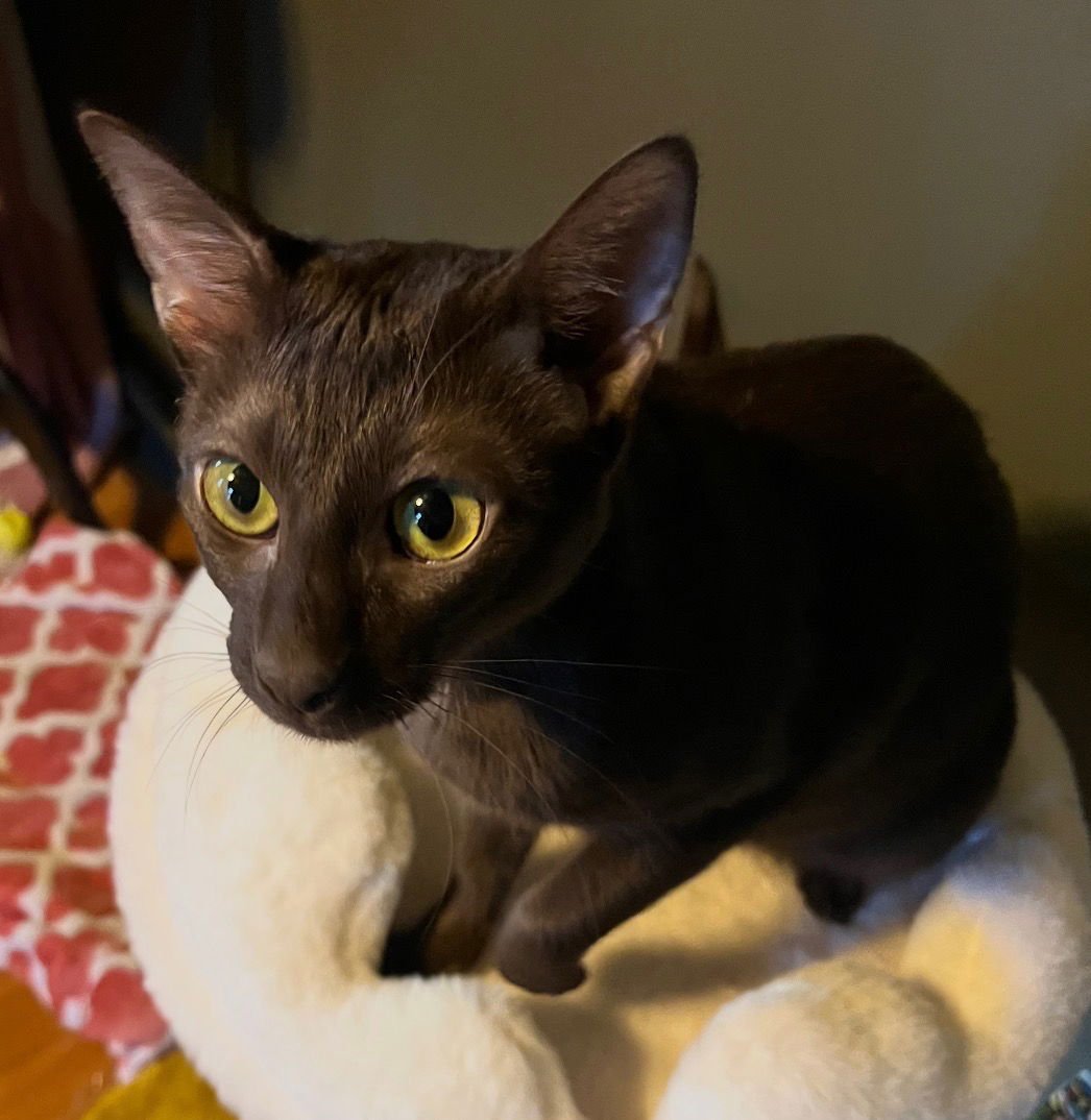 ELLORA - Havana / Siamese available for adoption