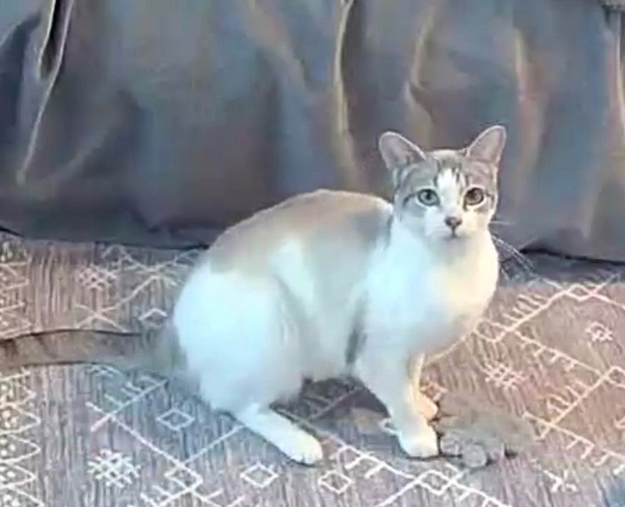 ASPEN - Domestic Short Hair available for adoption